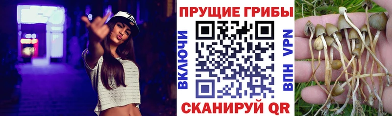 магазин наркотиков Зверево Псилоцибиновые грибы мицелий
